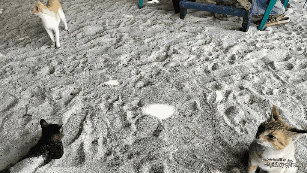 Banyak Kucing di Pulau Tidung Kecil, Ternyata Ini Sebabnya